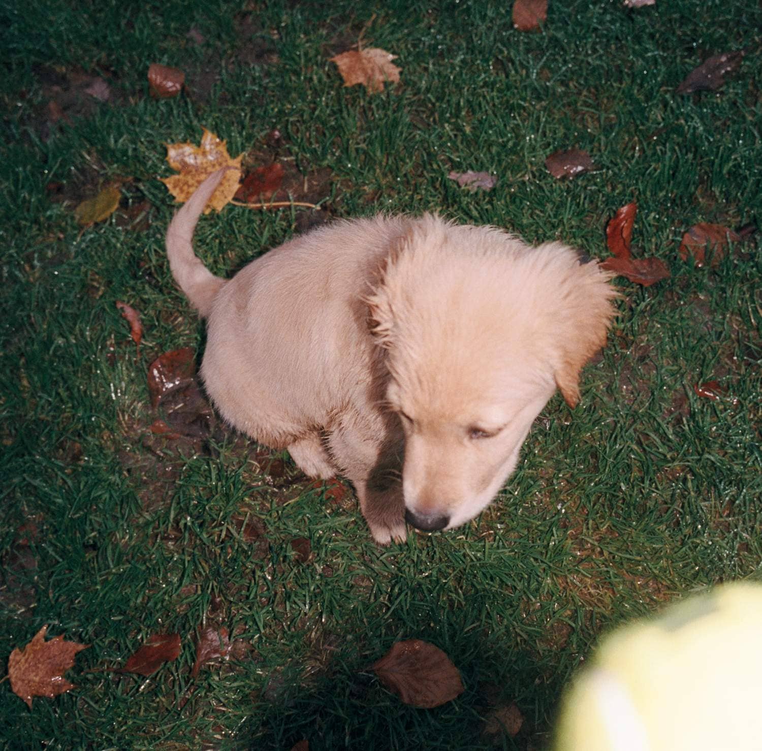 Valp sitter i blött gräs med höstlöv runt omkring